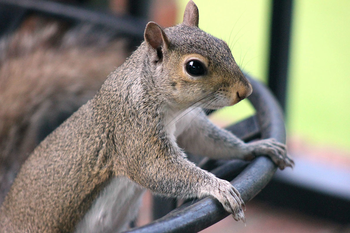 A close-up of a gray squirrel perched on a metal railing, with its front paws resting on the bar and its head turned slightly to the side, showcasing its large eyes and detailed fur.